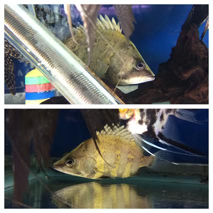 Freshwater Tropical Fish: NGT Datnoid (New Guinea Tiger Datnoid