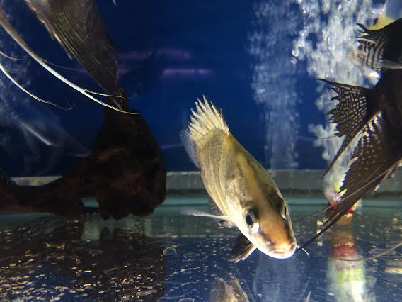 Freshwater Tropical Fish: NGT Datnoid (New Guinea Tiger Datnoid