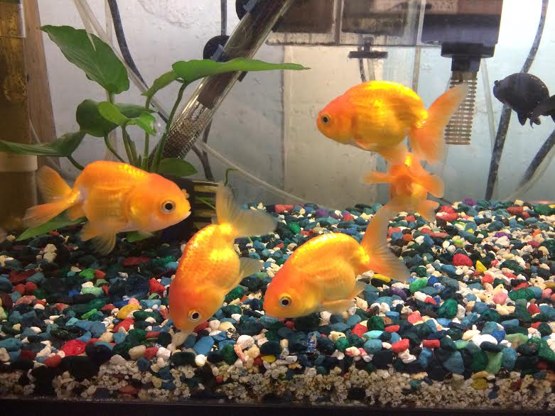 Goldfish For Sale Ranchu Goldfish