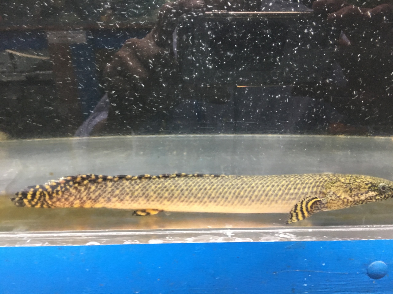 Tropical Fish For Sale Ornate Bichir Polypterus ornatipinnis