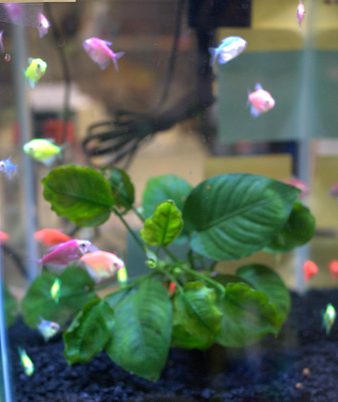 Freshwater Fish For Sale Glofish Tetra