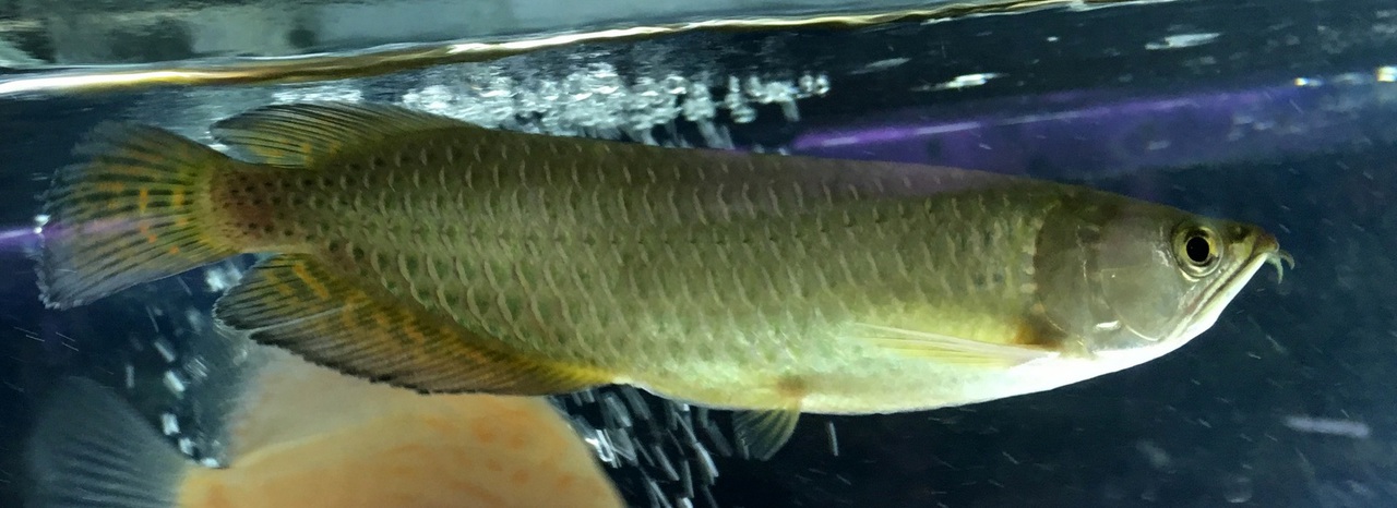 Predator Fish For Sale: Jardini Arowana - Large