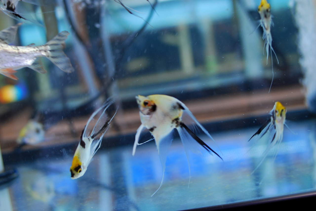 Freshwater Fish For Sale: Koi Angelfish