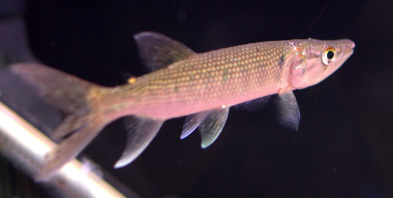 Predator Fish For Sale: African Tiger Odoe Pike Characin