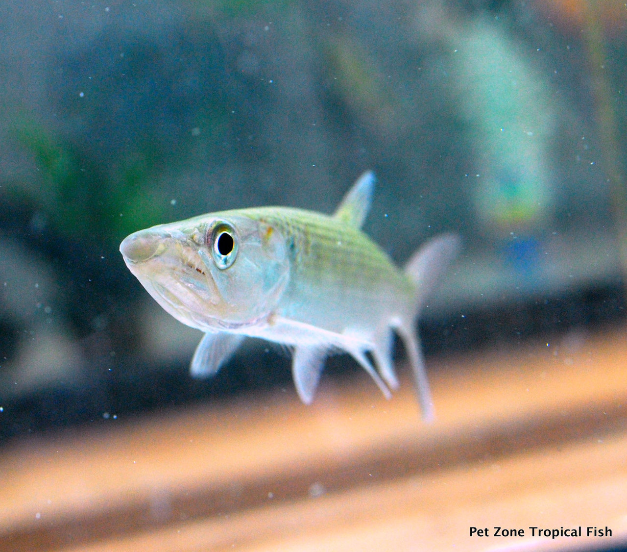 Predator Fish For Sale: African Tiger Odoe Pike Characin