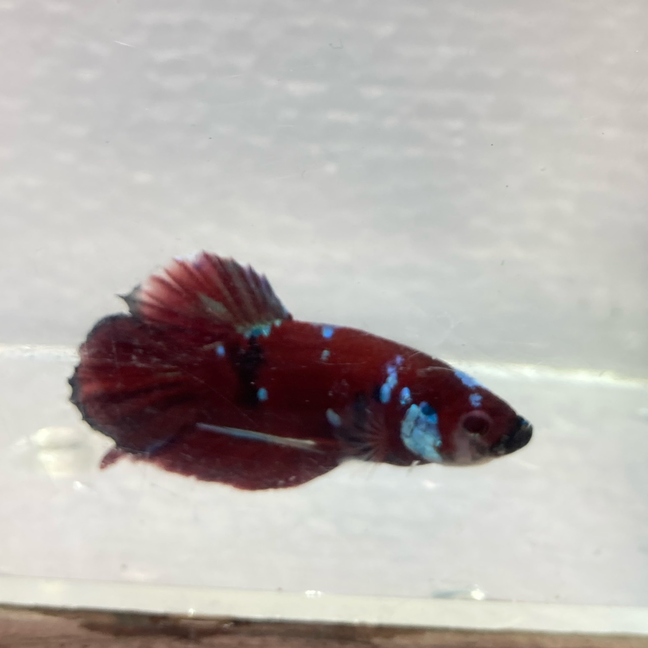 gray betta