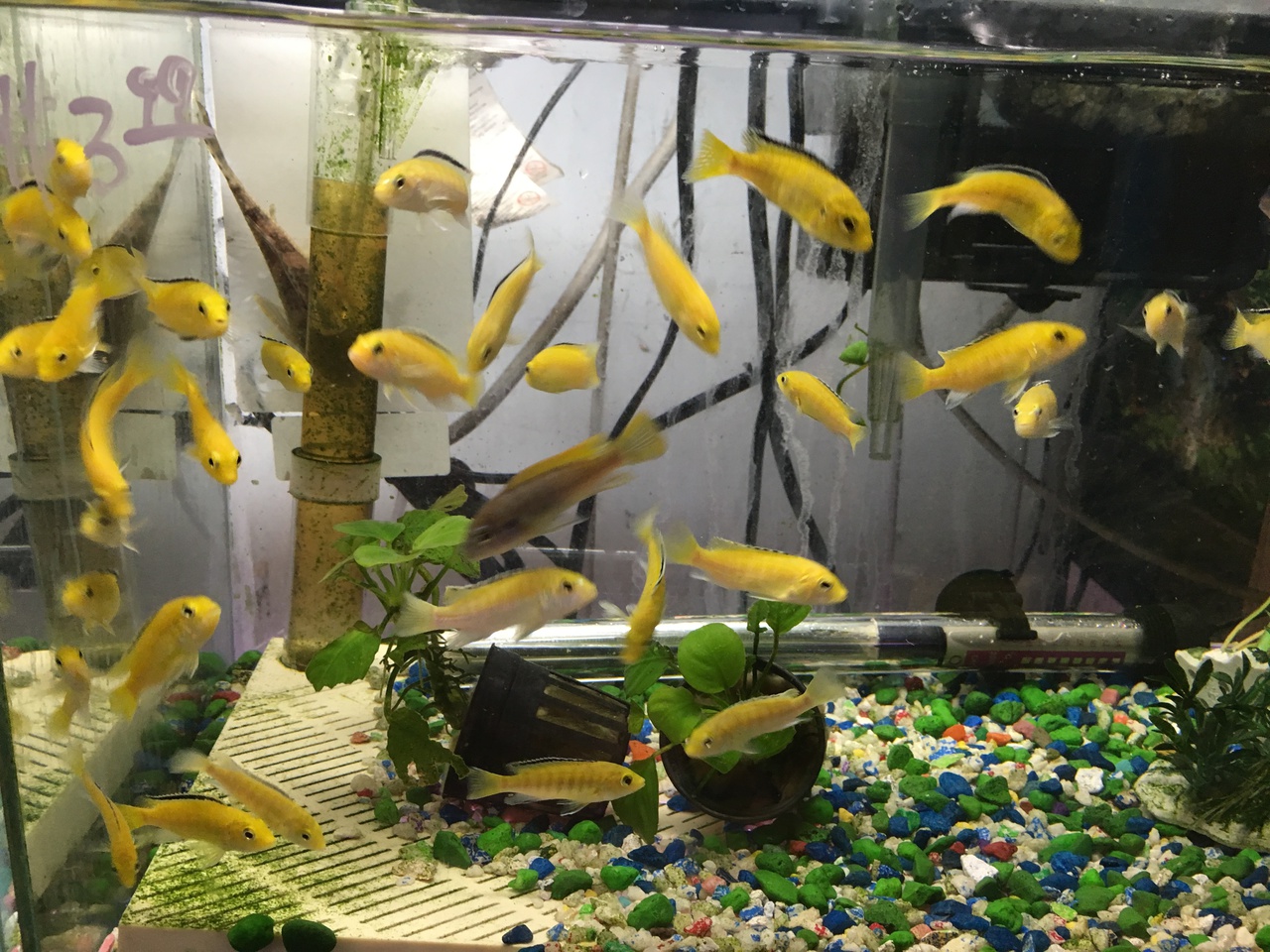 african cichlids babies