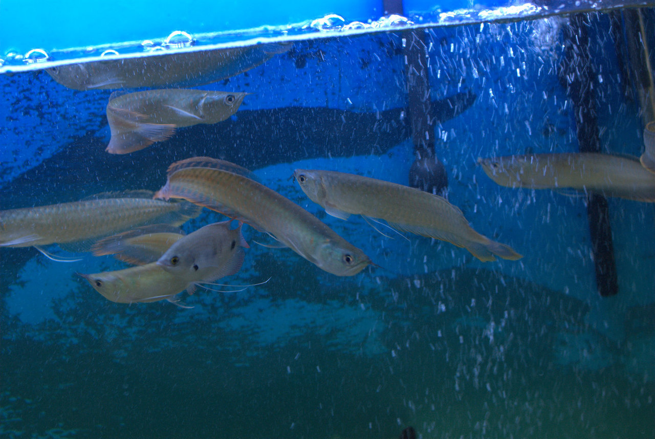 Silver Arowana: Silver Arowana (Osteoglossum bicirrhosum) For Sale!