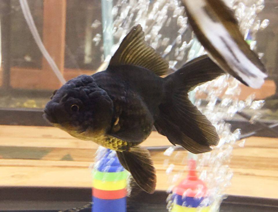 Goldfish For Sale Black Oranda Goldfish