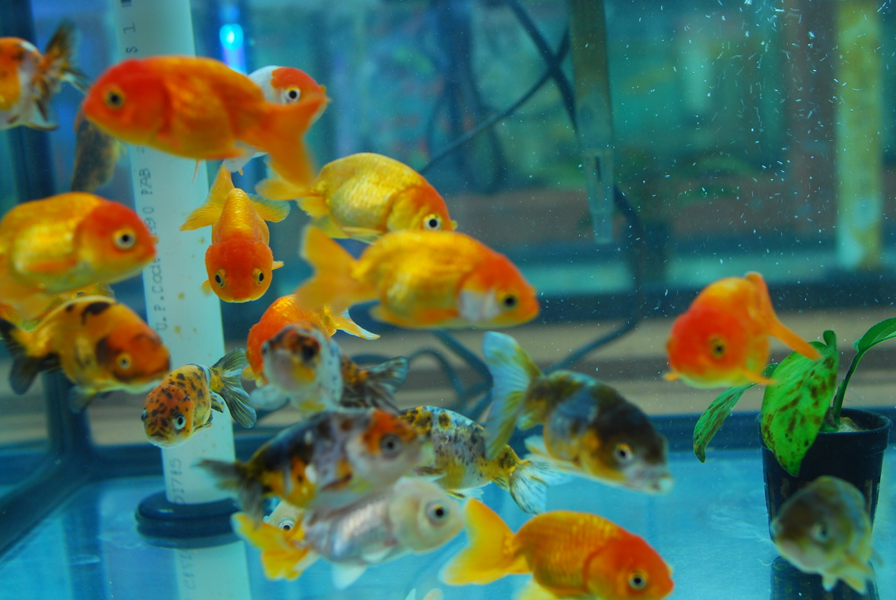 Goldfish For Sale: Ranchu Goldfish, Assorted