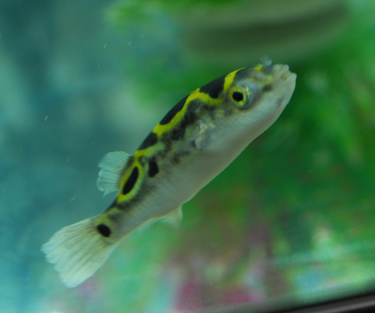 figure 8 puffer food