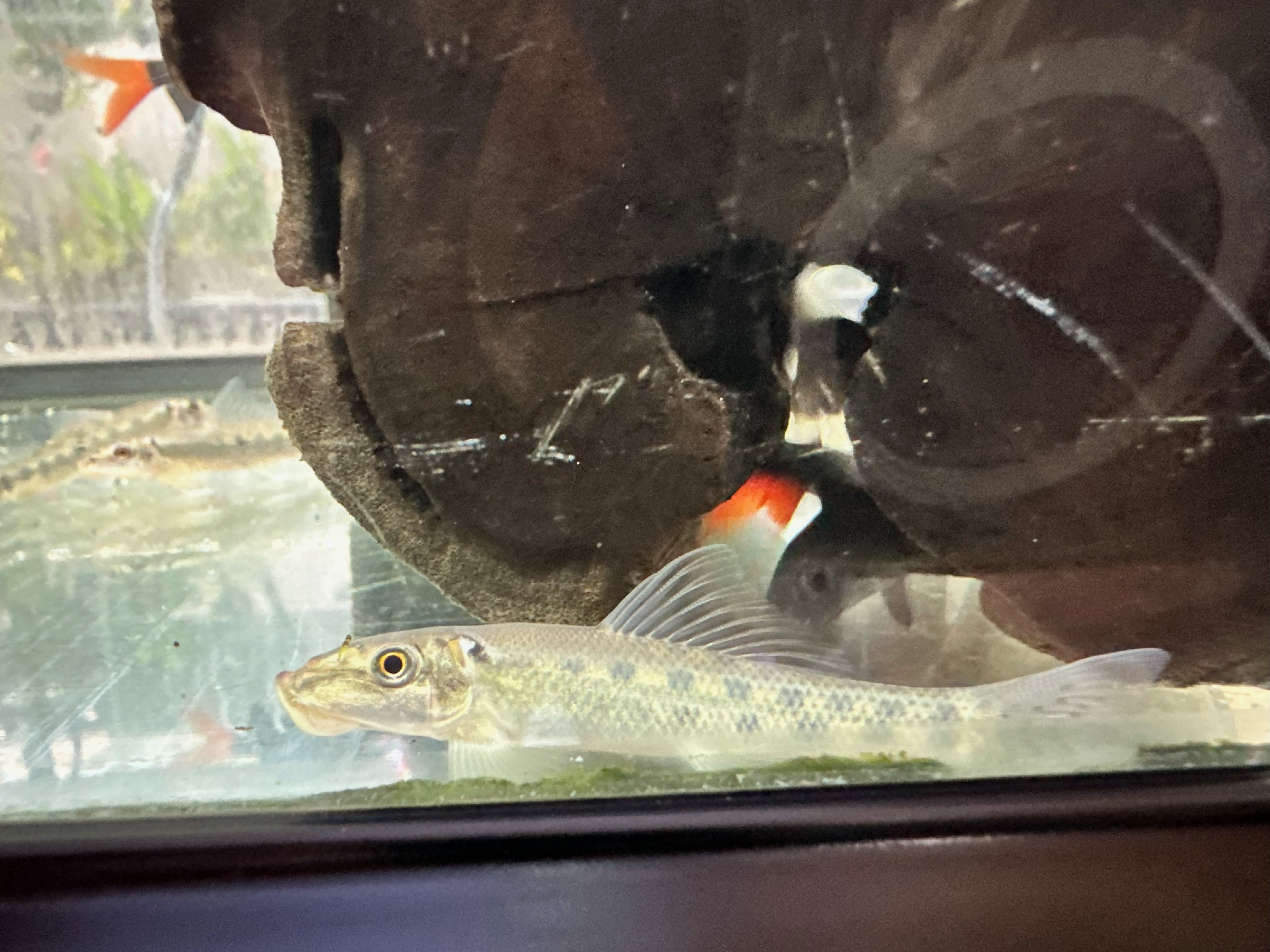 Freshwater Tropical Fish: Chinese Algae Eater (Gyrinocheilos aymonieri), image size:4032x3024