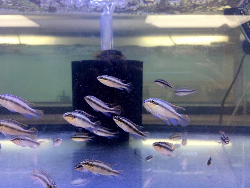 African Cichlids For Sale: Kribensis Cichlid ...