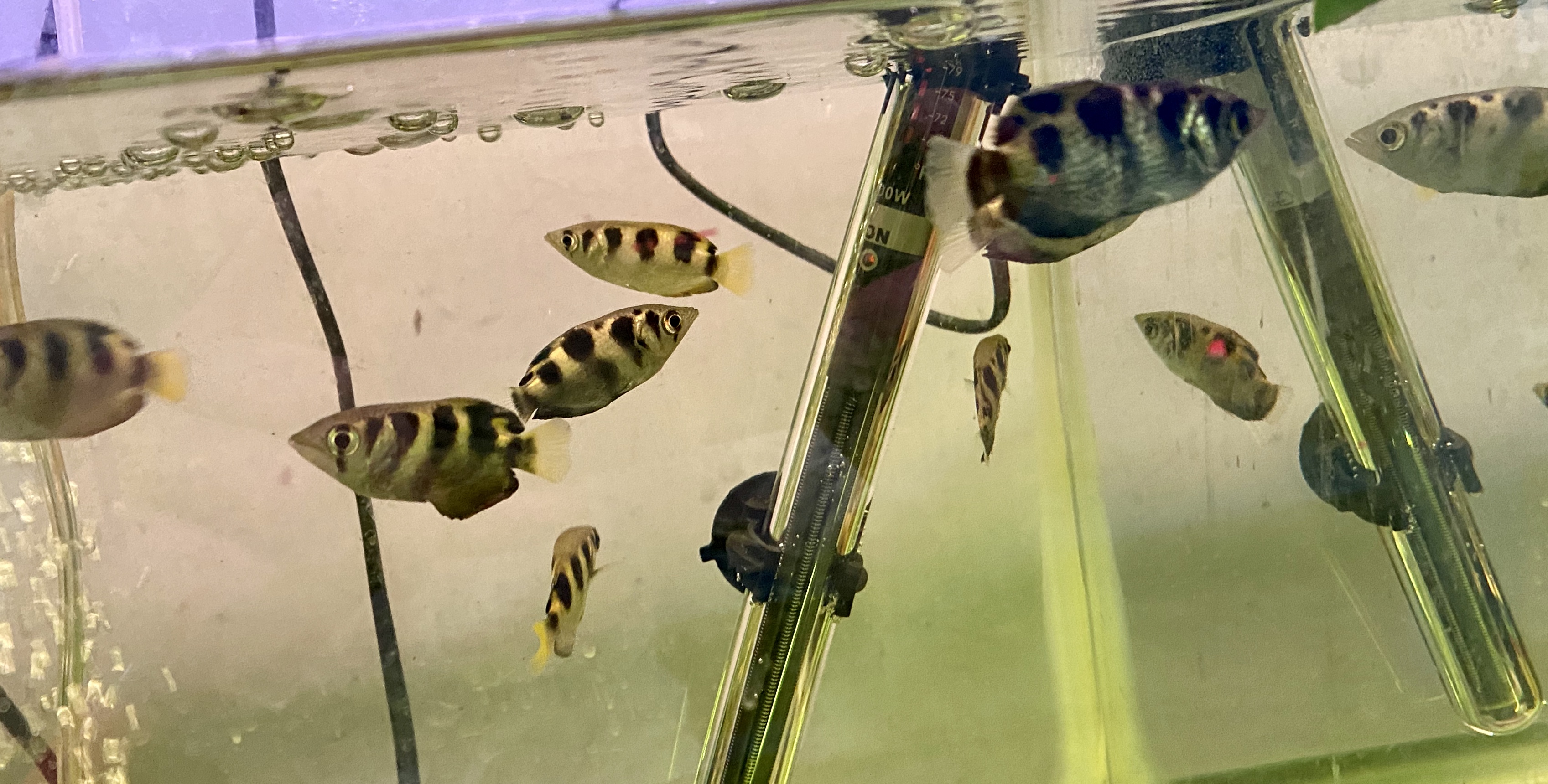 Tropical Fish For Aquariums: Archer Fish - Toxotes jaculatrix