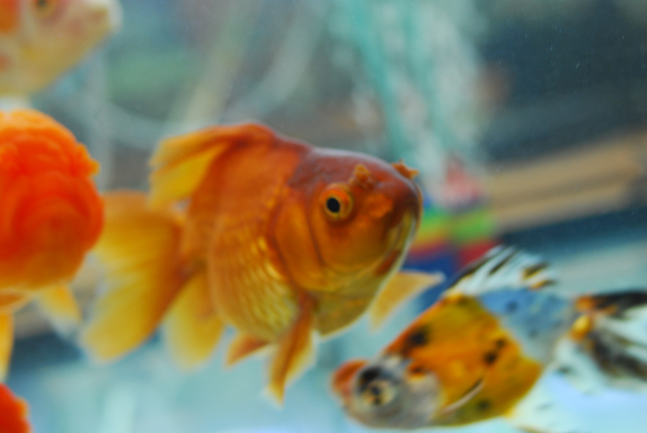 black oranda for sale