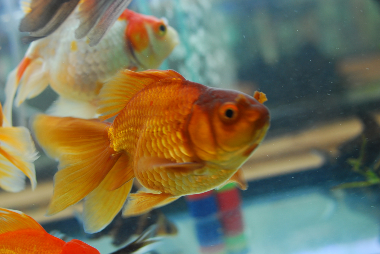 Goldfish For Sale Chocolate Oranda Goldfish