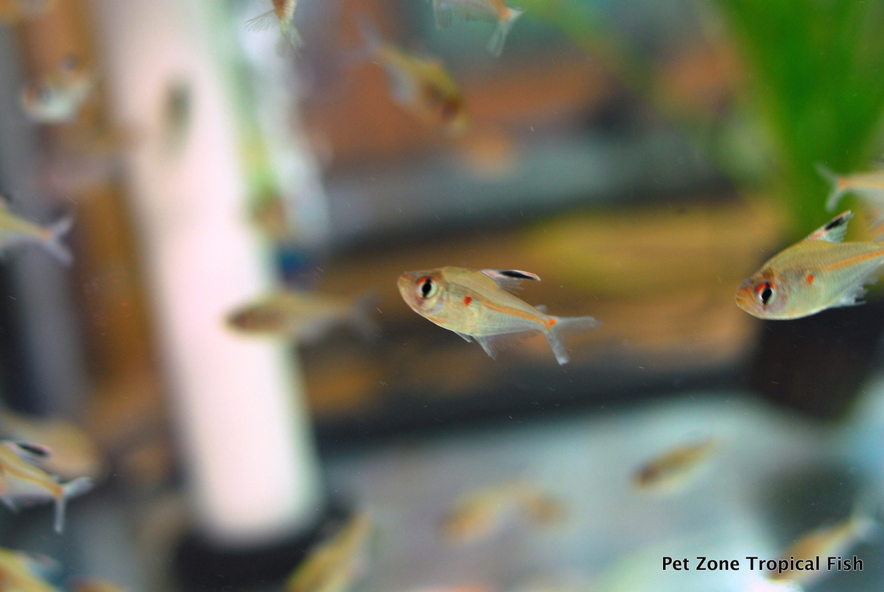 Freshwater Tropical Fish: Bleeding Heart Tetra