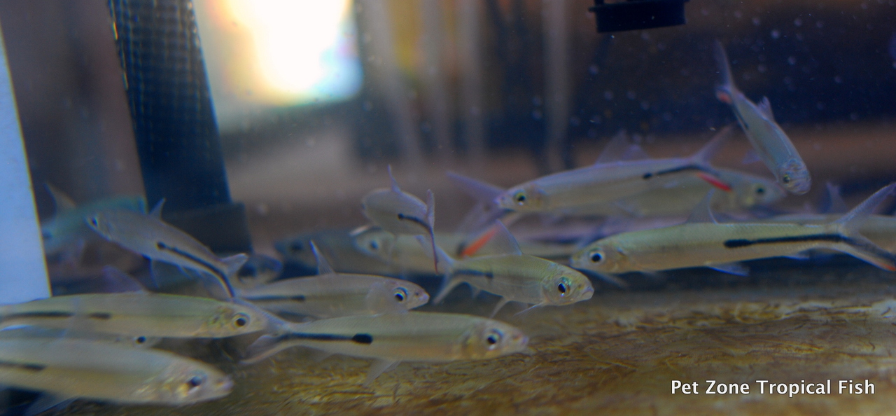 Freshwater Tropical Fish: Red Tail Hemiodus Tetra / Slender Hemi Tetra