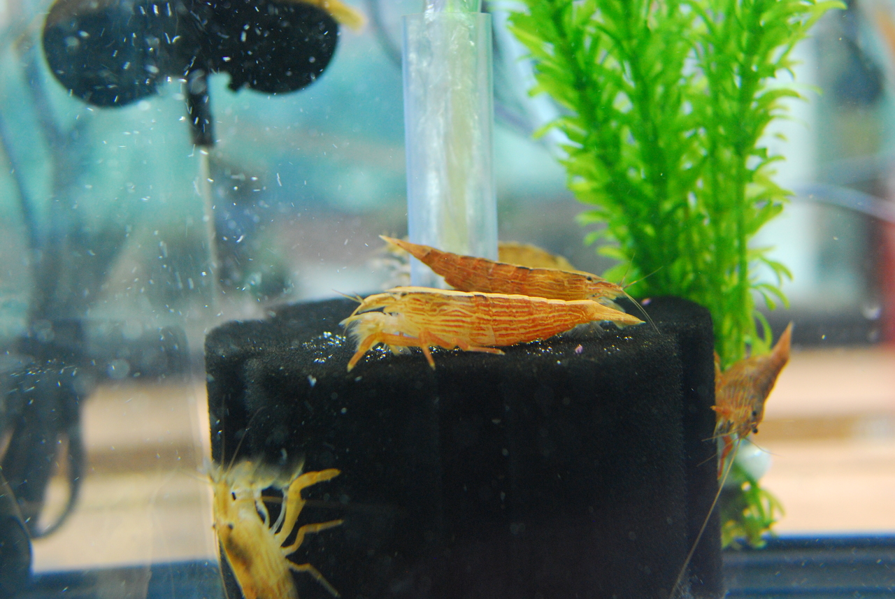 Tropical Inverts For Freshwater Aquariums Bamboo Shrimp (Wood Shrimp)