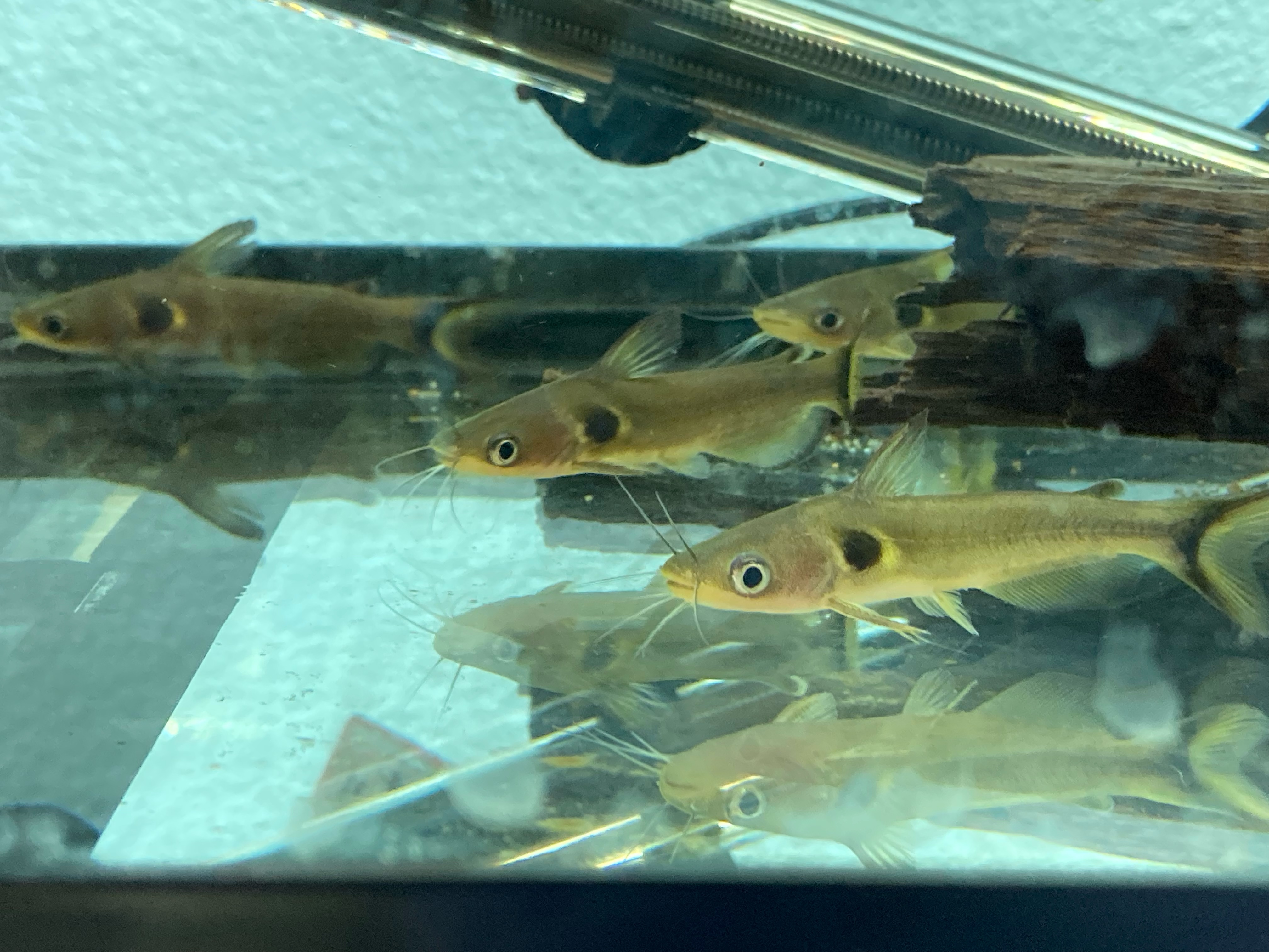 Freshwater Tropical Fish: Sun Catfish -, image size:4032x3024