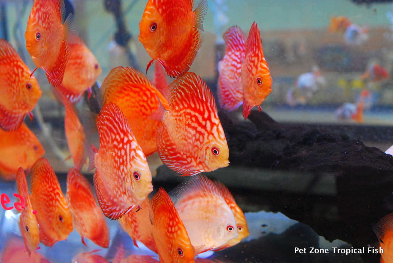 Freshwater Fish For Sale: Checkerboard Pigeon Discus, Medium