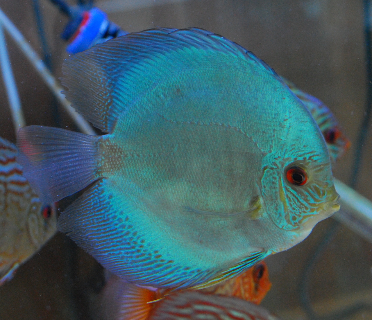 Sera Discus Color Blue Granules for sale online  Specialized Discus Fish  Store in Las Vegas, Nevada, United States