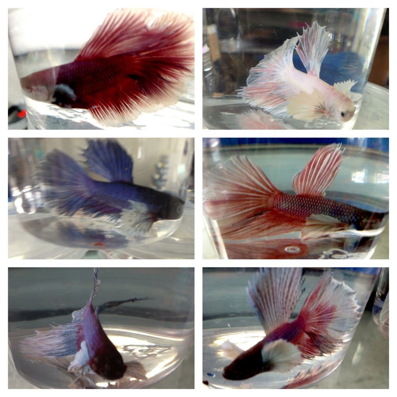 Elephant ear koi betta clearance