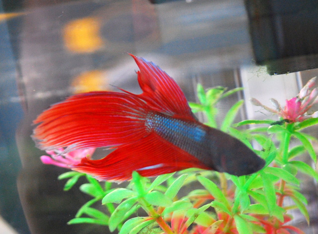 veiltail betta for sale