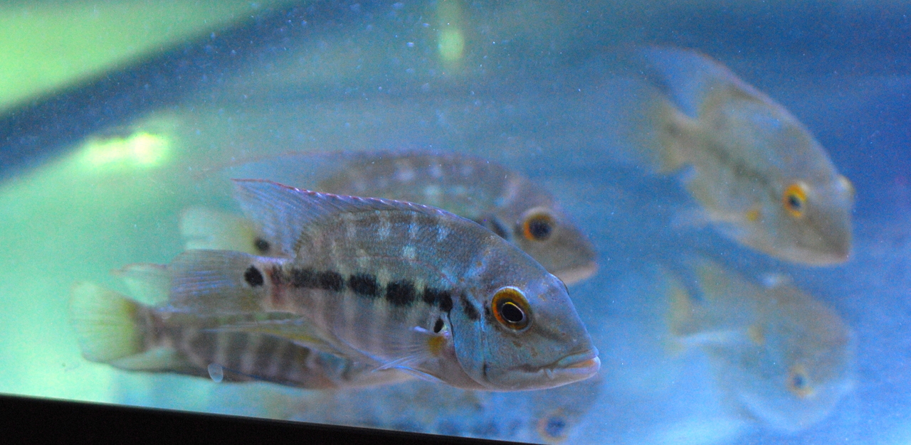South American Cichlid: True Parrot Cichlid - Hoplarchus ...