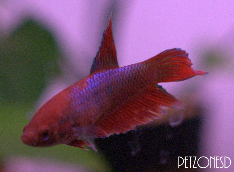 veiltail betta female