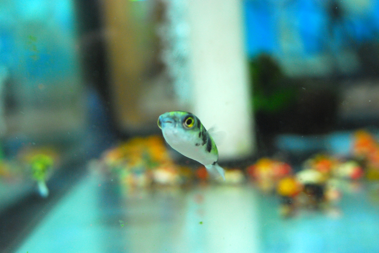 Freshwater Tropical Fish Amazon Puffer Colomesus asellus