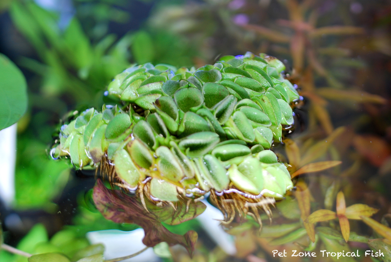 Salvinia natans (Floating Fern)