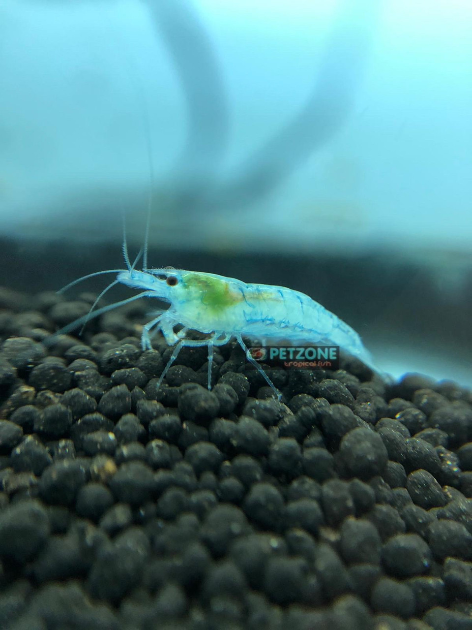Blue Dream Shrimp