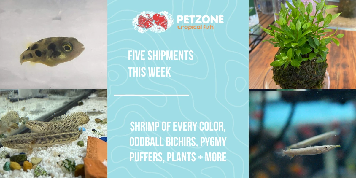 New Arrivals at Pet Zone SD: Shrimp, Seven Kinds of Buce, and a Rare Bichir