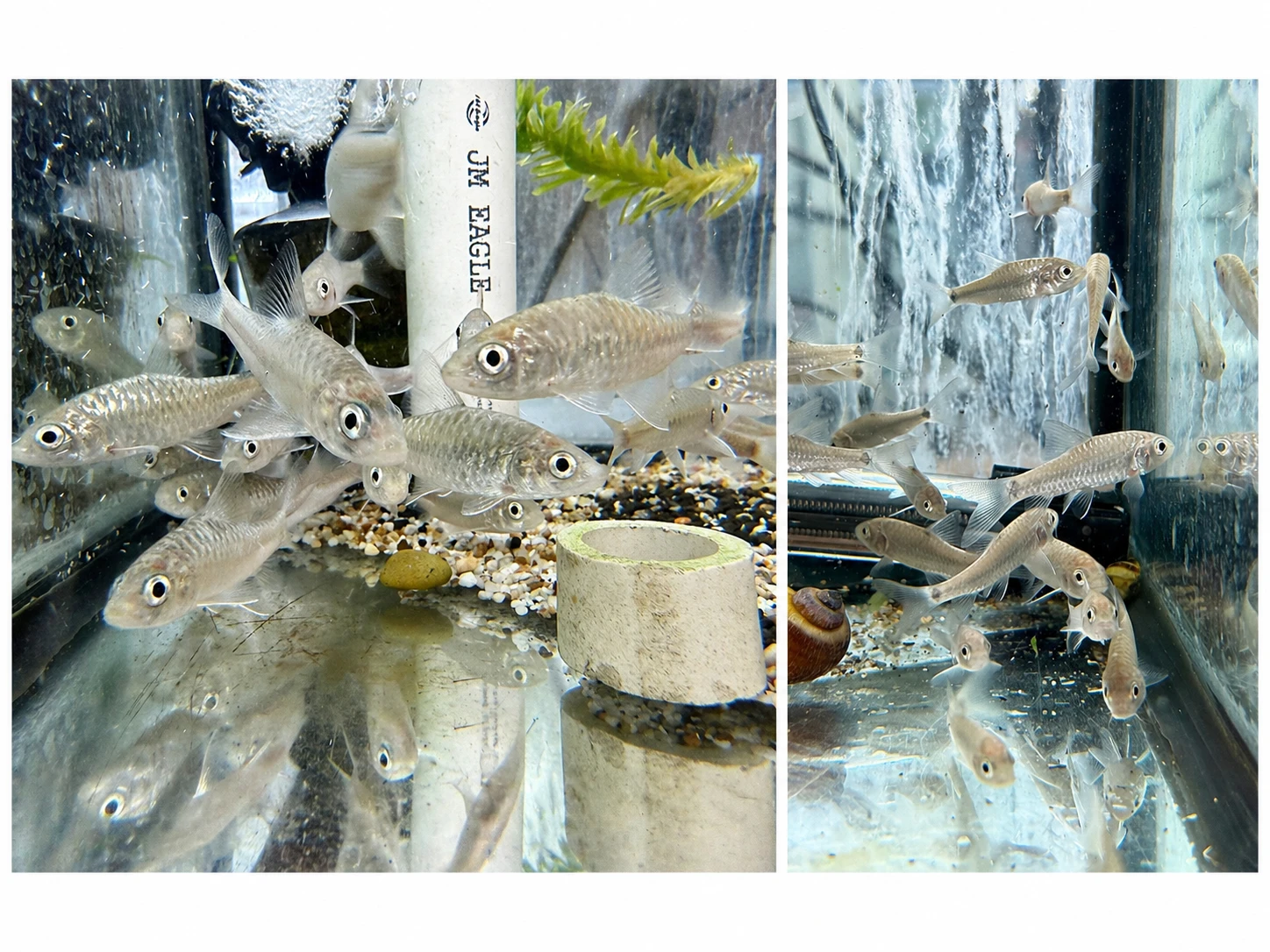 Gold Mahseer vs. Blue Mahseer: Two Legendary River Fish for Monster Fish Keepers