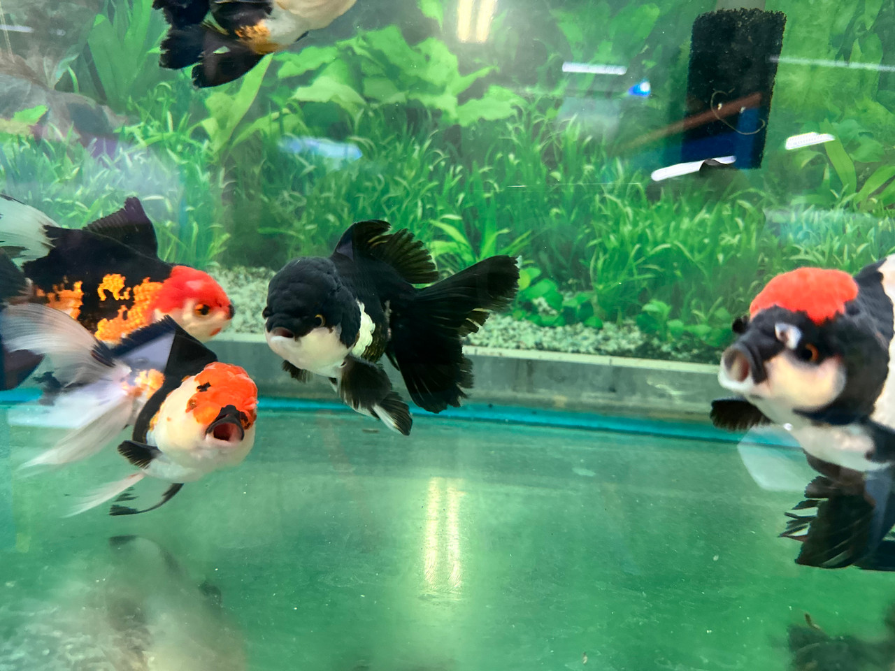 Oranda Goldfish