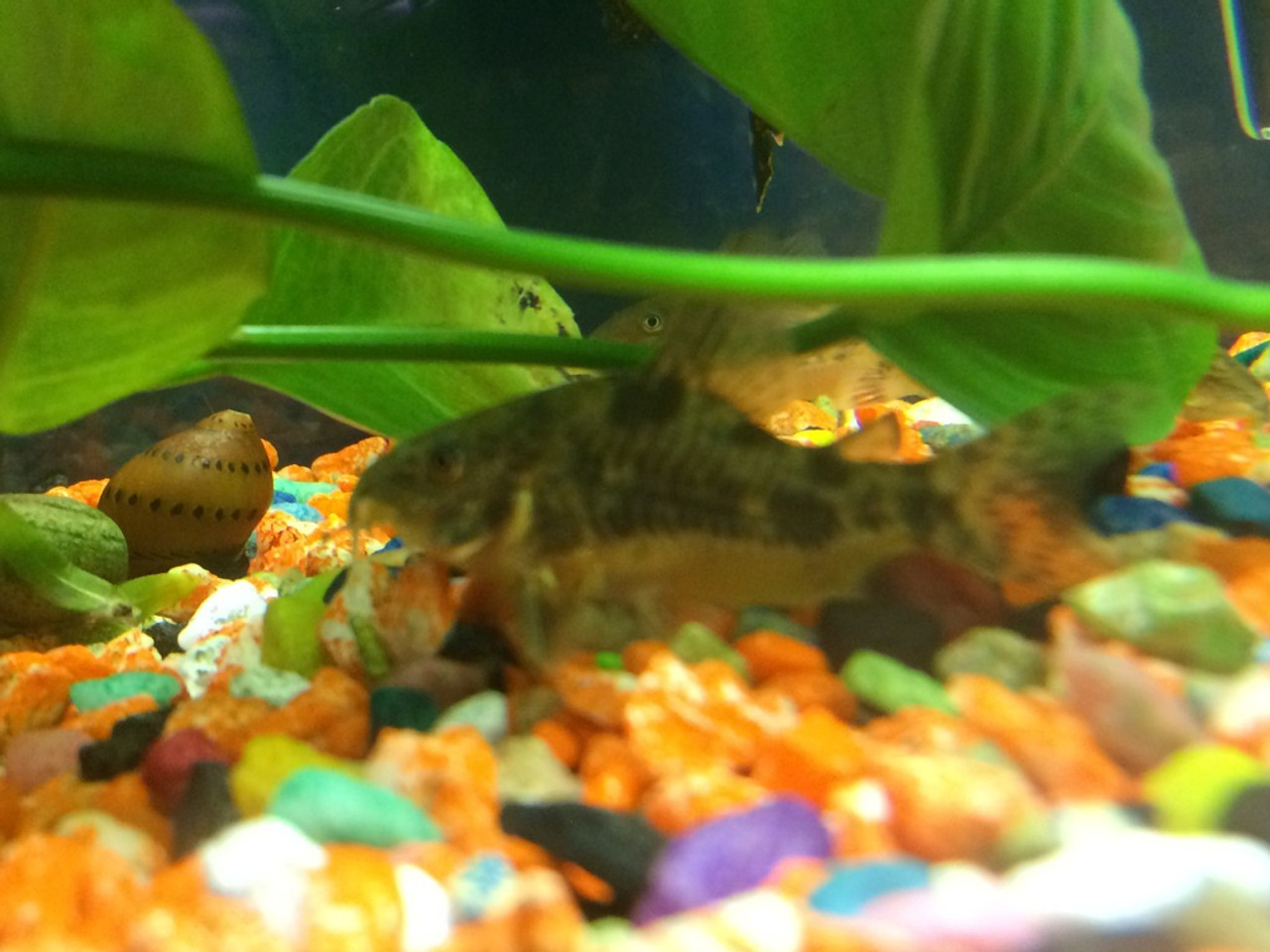 Peppered Corydoras