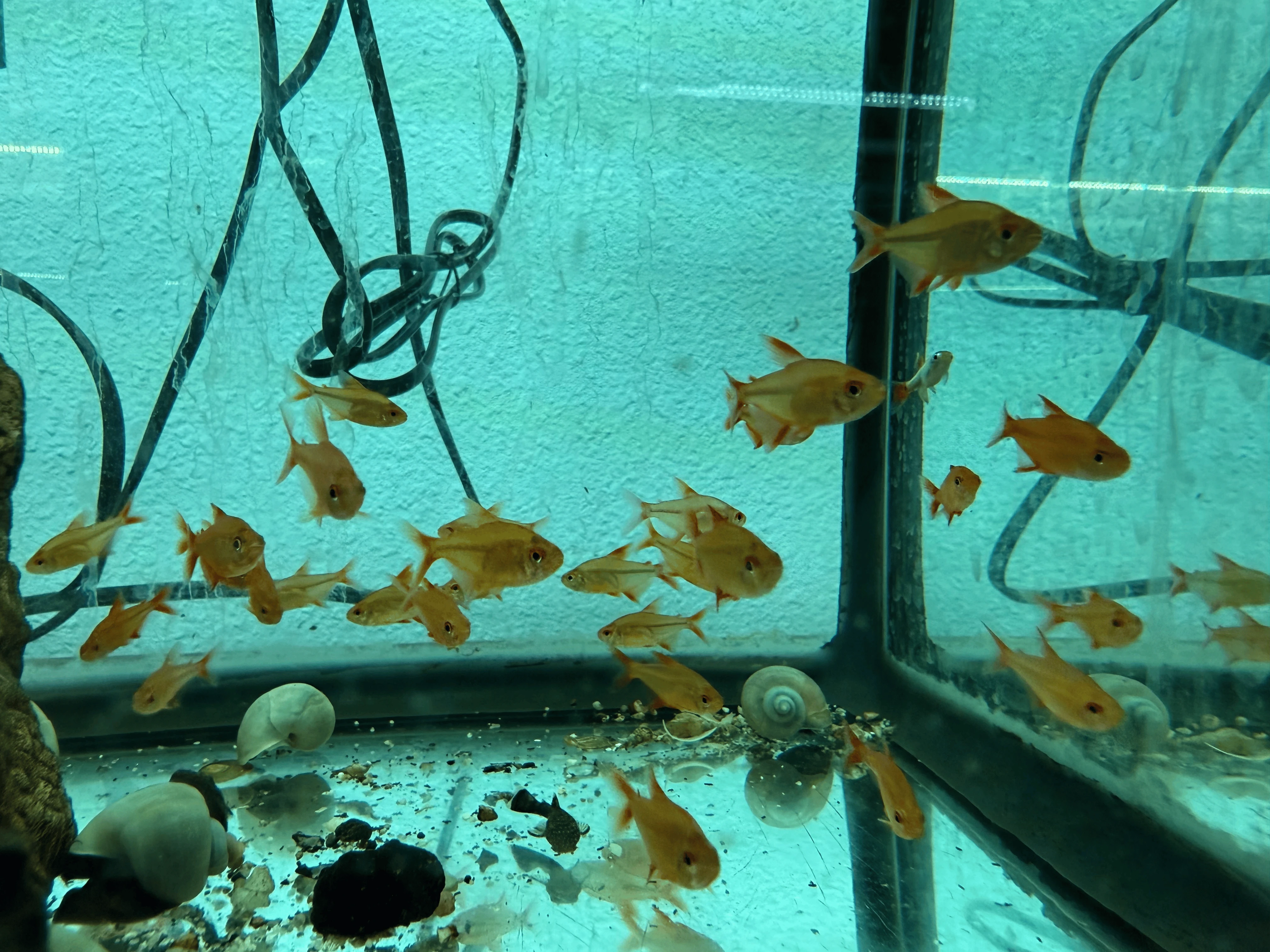 Red Cherry Tetra — Hyphessobrycon sp. “MZUEL 17771”