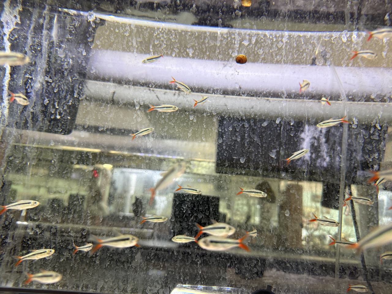 Red Tail Penguin Tetra: The Peaceful Schooling Fish With a Little Extra Flash