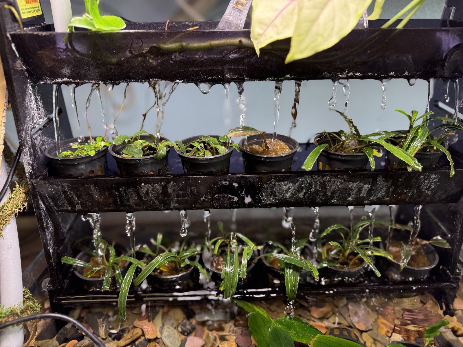 Potted bucephalandra and cryptocoryne on a drip rack at Pet Zone Tropical Fish, San Diego