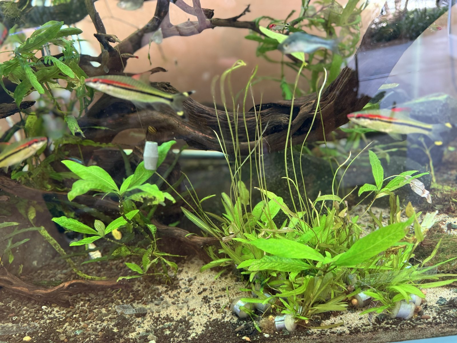 Planted freshwater aquarium with driftwood, cryptocoryne and barbs at Pet Zone Tropical Fish, San Diego