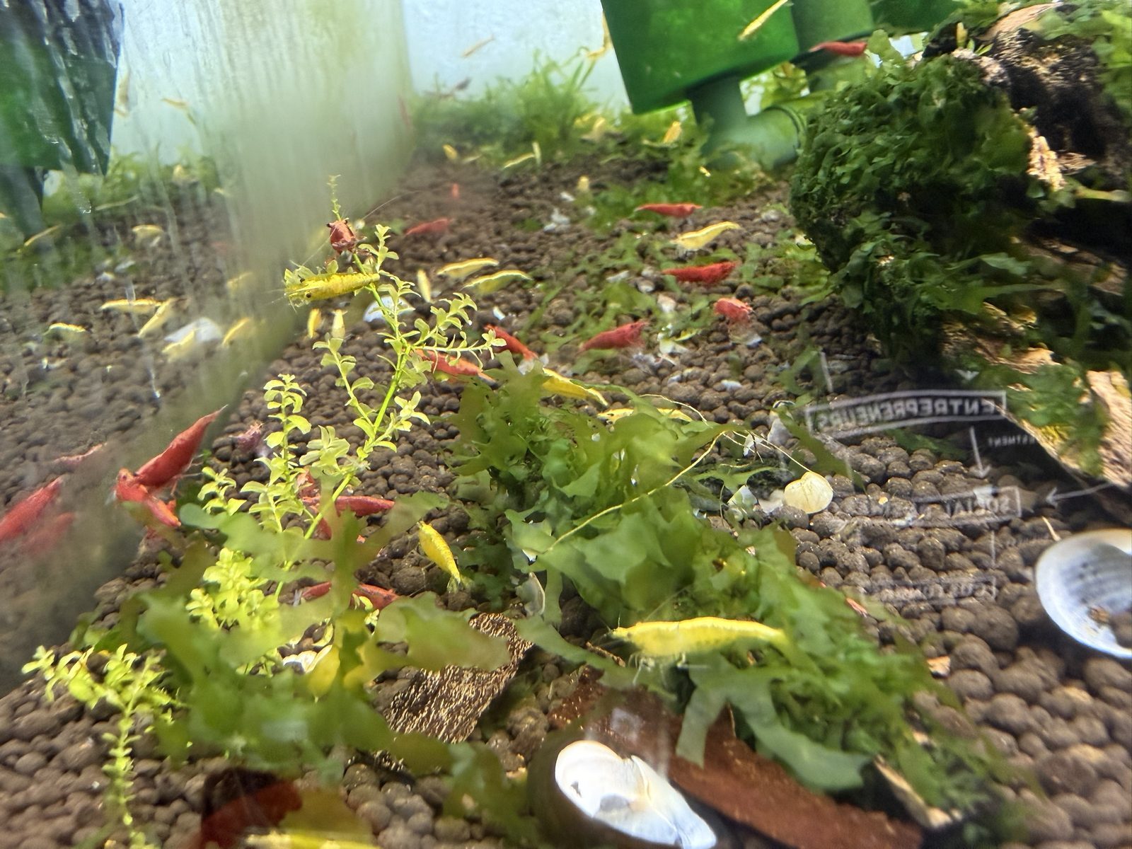 Colony of yellow and red Neocaridina shrimp on moss and aquasoil in a San Diego aquarium shop display tank