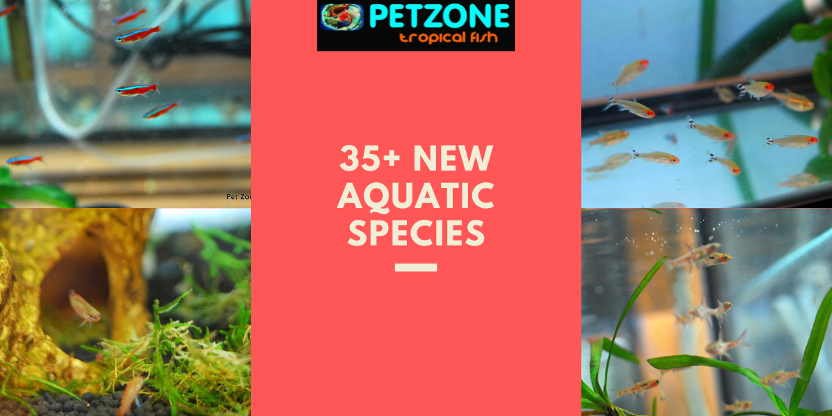 Exciting Update 35+ New Aquatic Species Now Available! ??? Pet Zone Tropical Fish San Diego
