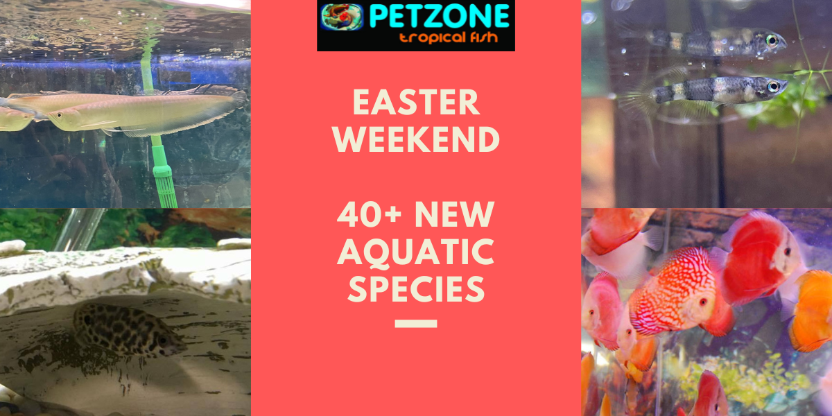 Easter Weekend Fish Frenzy! Discover New Fish Pet Zone SD Pet Zone Tropical Fish San Diego