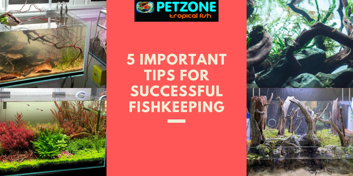 5 Important Tips for Successful Fishkeeping - Pet Zone Tropical Fish ...
