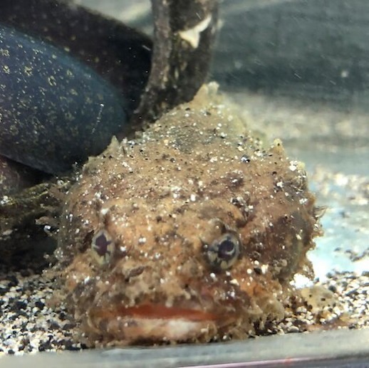 Our Top Picks For Oddball Tropical Fish Pet Zone Tropical Fish San