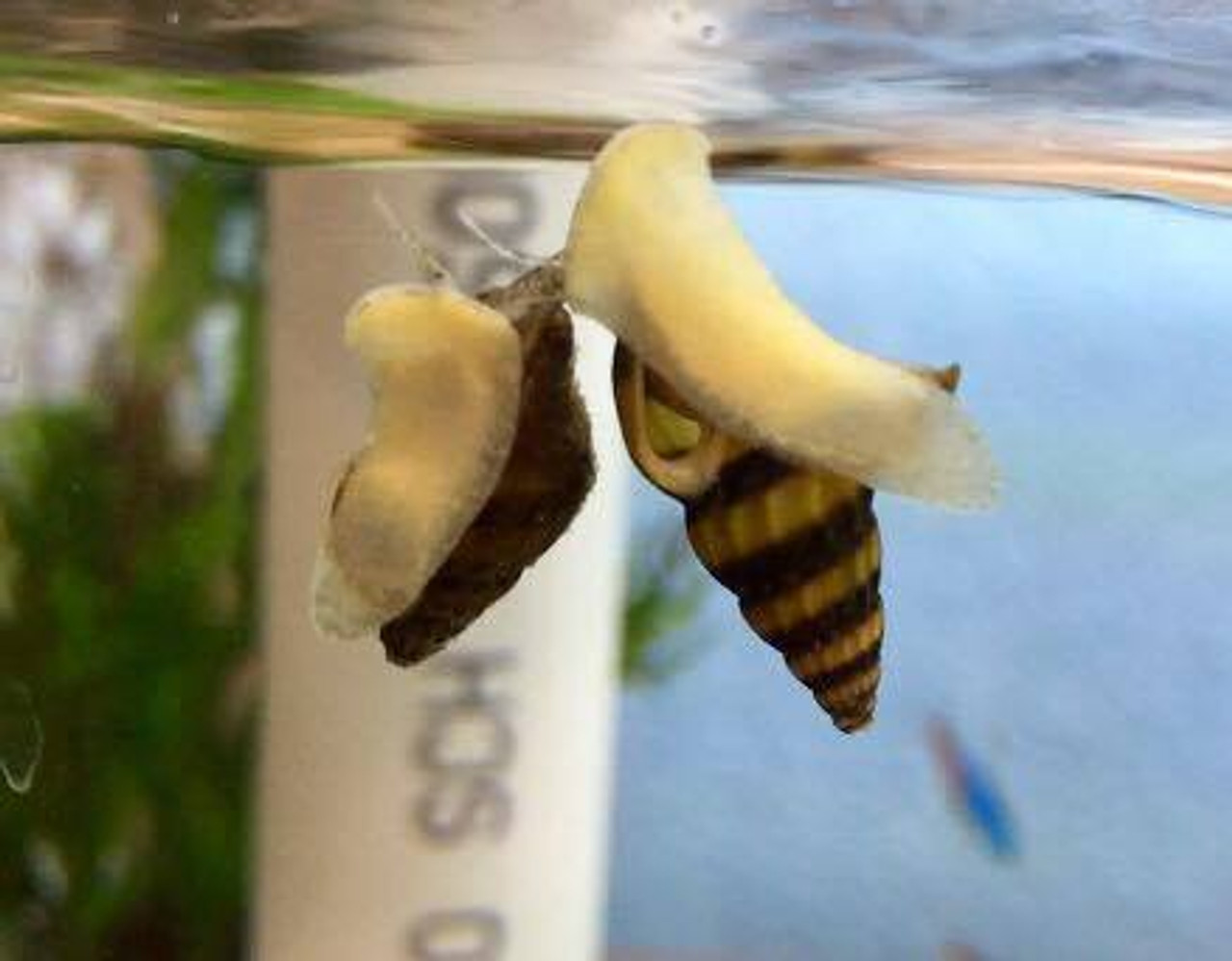 12 Baby Assassin Snails, Freshwater, Bred In USA, Free Shipping, Beginner Friendly