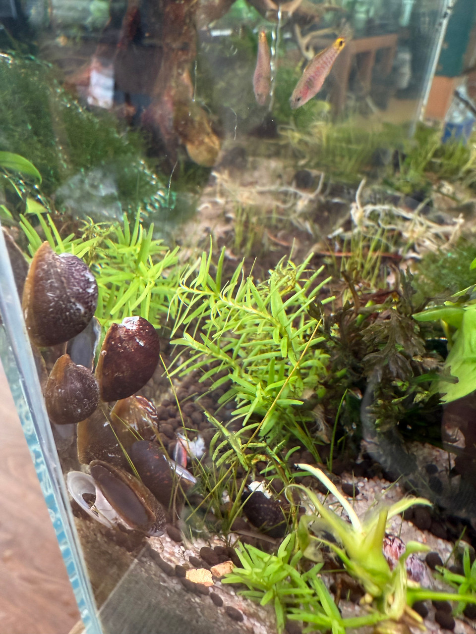 Batman Snail - Pet Zone Tropical Fish - San Diego, California