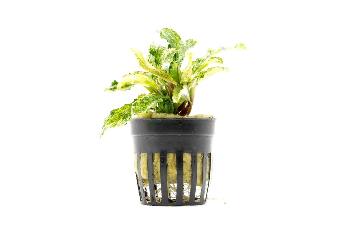 Bucephalandra Marble Variegated - Pet Zone Tropical Fish - San