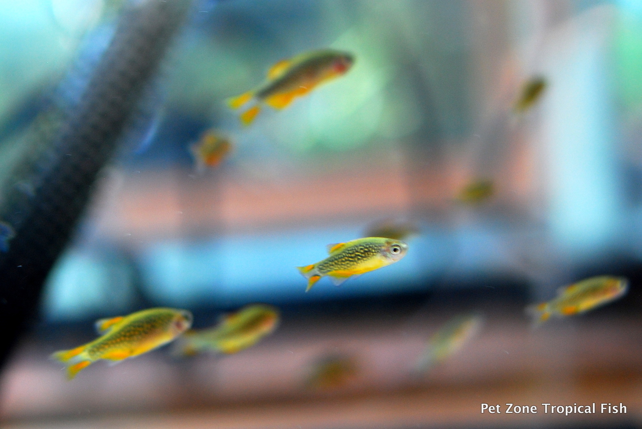 Nio Fish Nano Fish - Our Top Picks - Pet Zone Tropical Fish - San Diego, California